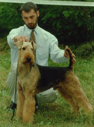 zsolt